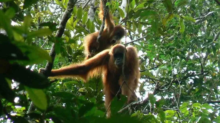Aceh BKSDA  Relocates Two Orangutans