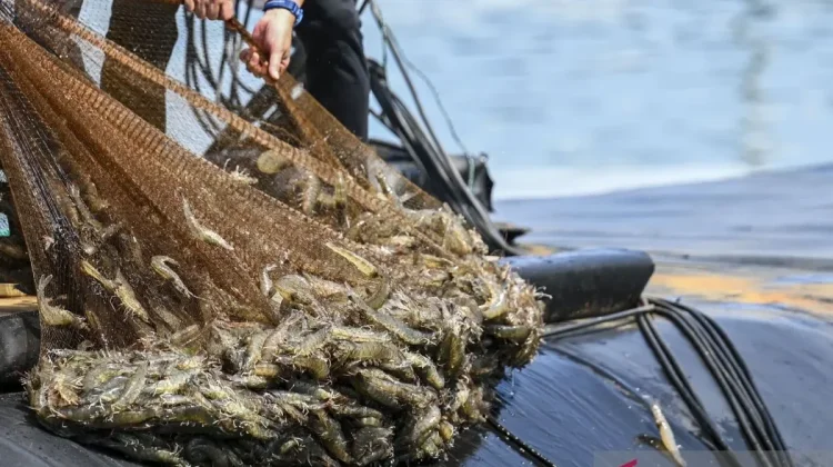 Kebumen Shrimps Break Into US Market