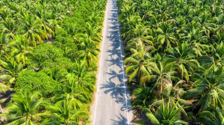Nagan Raya Partners With Japanese Researchers on Sustainable Oil Palm Management