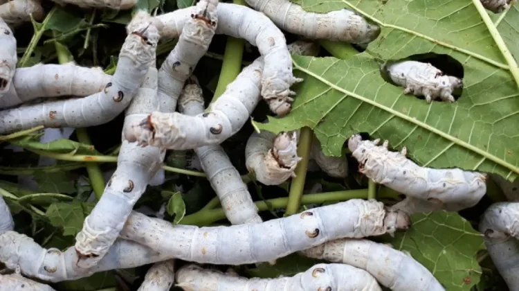 BRIN Strengthens Silkworm Genetic Conservation for Sustainable Silk Industry