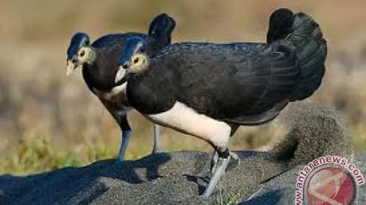Over 1,400 Endangered Maleo Chicks Released Into Gorontalo Nature Reserve
