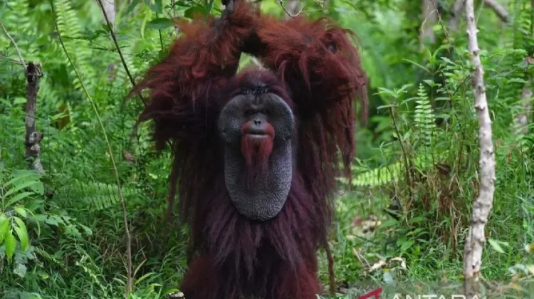 New 87,000-Hectare Wildlife Corridor to Save Orangutan