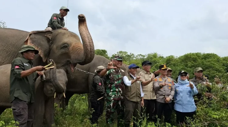 Indonesia’s New Decree to Protect Elephants and Farmers' Livelihoods