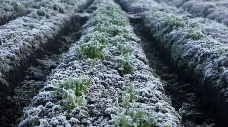BRIN Highlights Dieng's Potential for Three Vegetable Harvests a Year