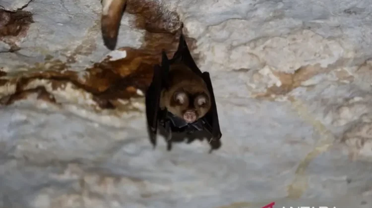 Three Bat Species in Tapin's Batu Hapu Cave Guard Karst Ecosystem