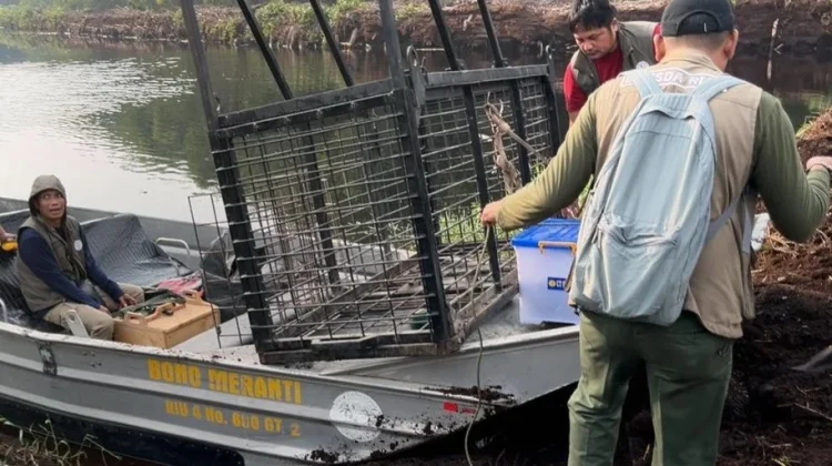 BBKSDA Hunts Sumatran Tiger after Two Fatal Attacks in Pelalawan