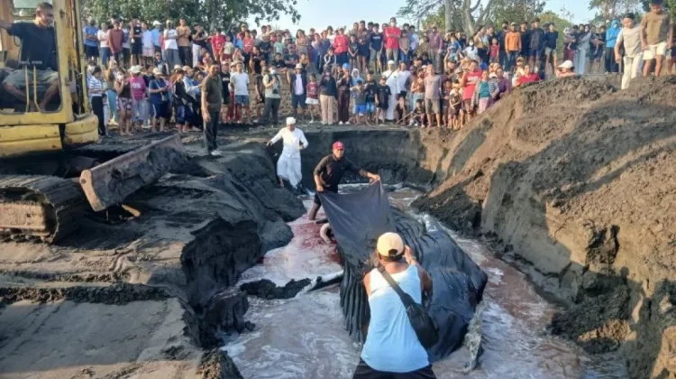 Seven-Meter Humpback Whale Strands and Dies on Jembrana’s Perancak Beach