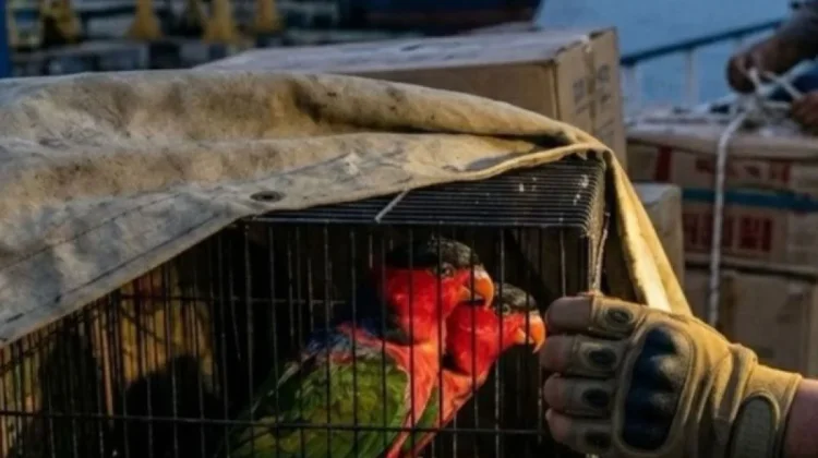Six Black-Headed Parrots Rescued from Suspected Smuggling in Ambon