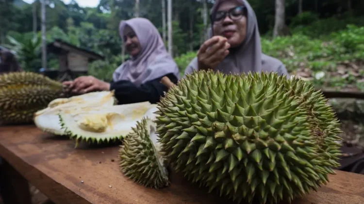 Enjoying Delicious Durian Fruit Straight from the Orchard