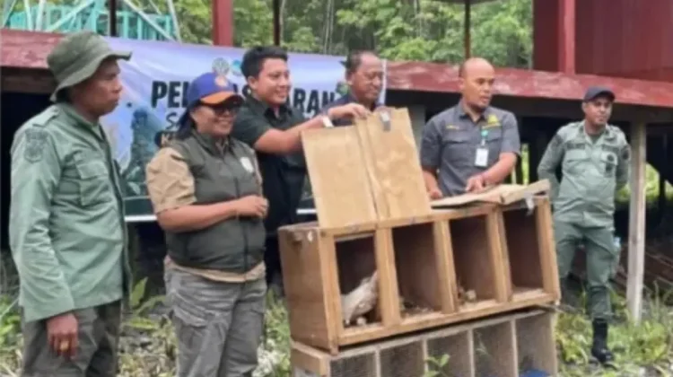 Eleven Rescued Protected Endemic Birds Released into Manusela National Park
