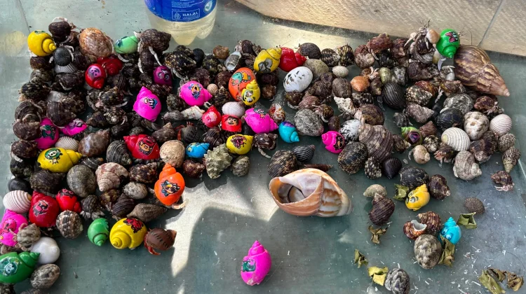 Painted Shell Trade Harms Indonesia’s Hermit Crabs, Key Guardians of Ocean Health
