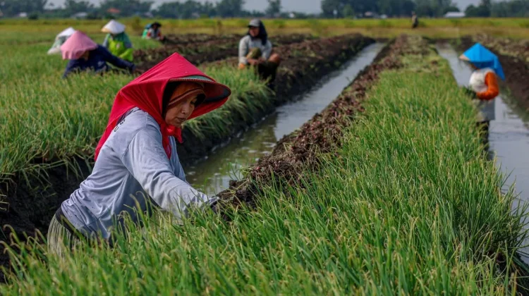 Bank Indonesia Reports Stronger Business Growth in Q2 2026