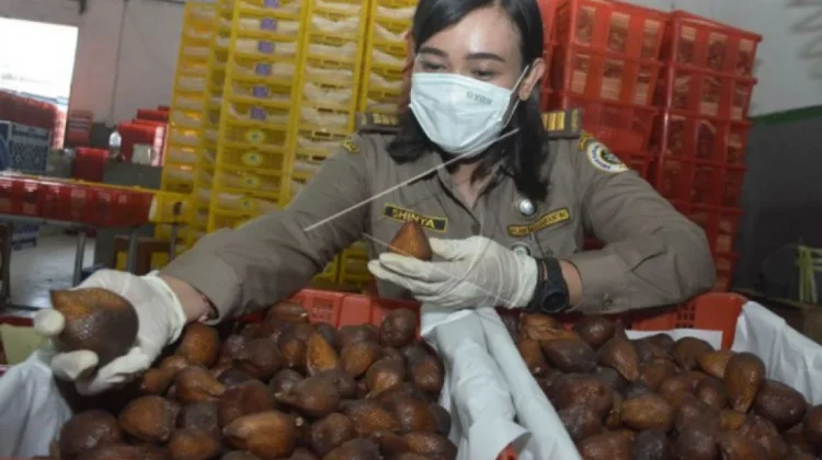 Indonesian Officials Seek Stronger Snake Fruit Export Ties with Vietnam