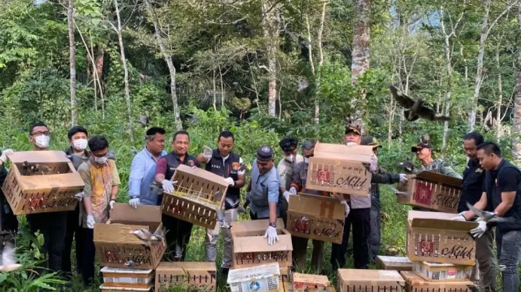 Authorities of Bakauheni Port Return 977 Confiscated Birds to Natural Habitat