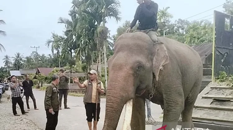 Sumatran Elephants Monitored in Real Time with GPS Collar to Safeguard Habitats