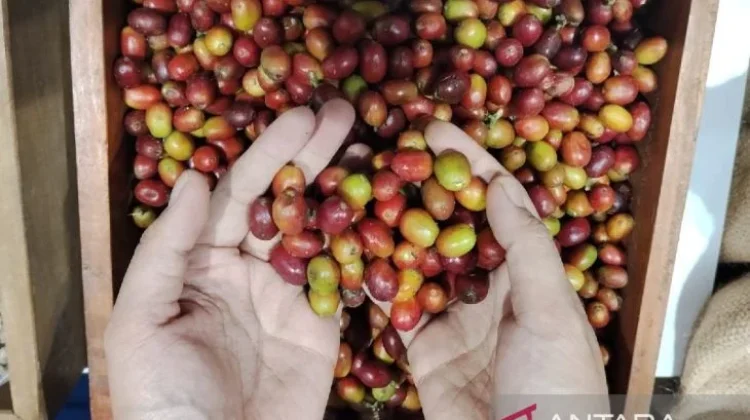 Simalungun Coffee Targets Global Market via KKSU 2026