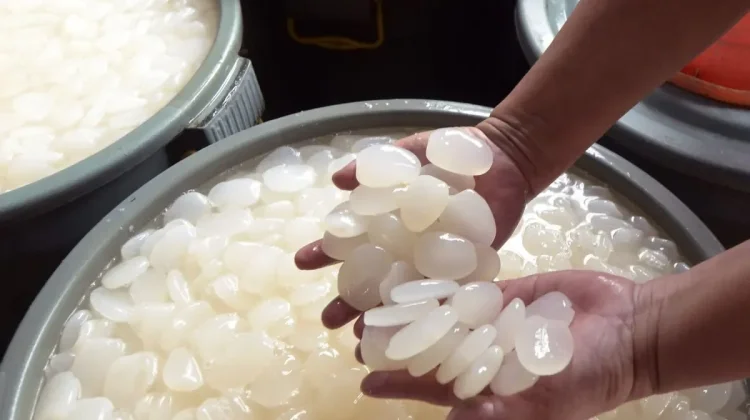 Bengkulu Exports 22 Tons of Sugar Palm Fruit to Vietnam