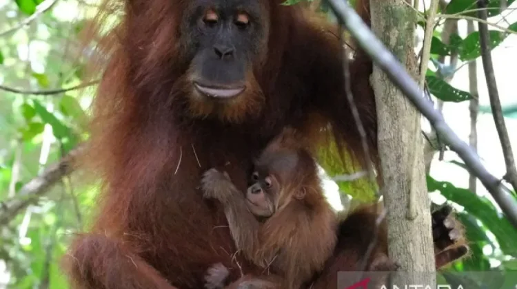 Indonesia Enhances Orangutan Conservation with Science-Based Strategies