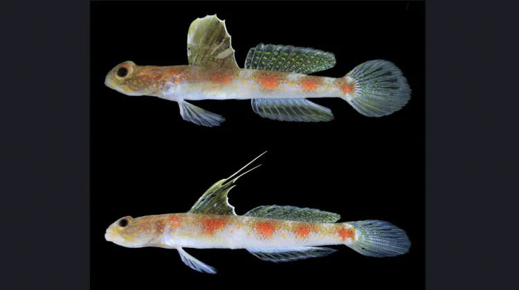 New Shrimp-Goby Species Discovered off Banyuwangi Coast