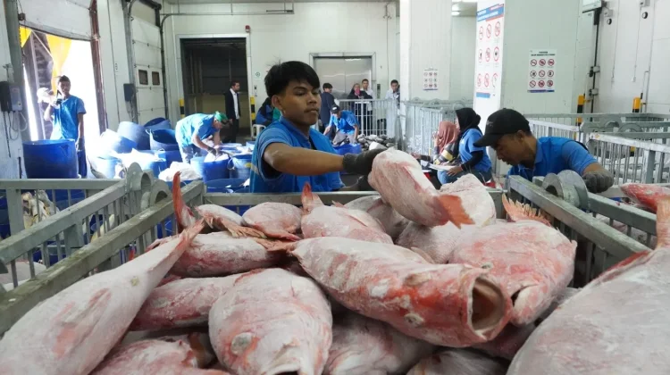 Joint Indonesia-China Inspections Boost Fishery Exports