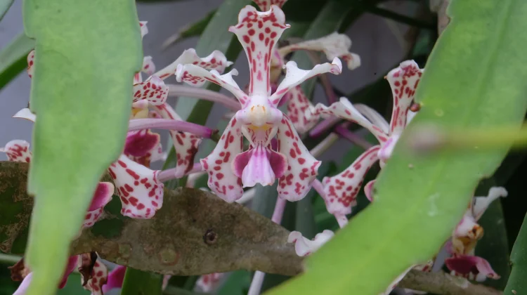 Ministry Boosts Native Orchid Conservation at Solo Anggrek Festival