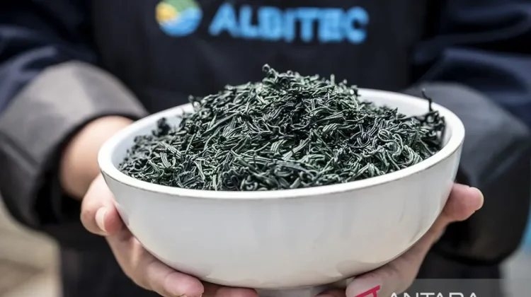 Spirulina Microalgae for Sustainable Aquaculture Feed