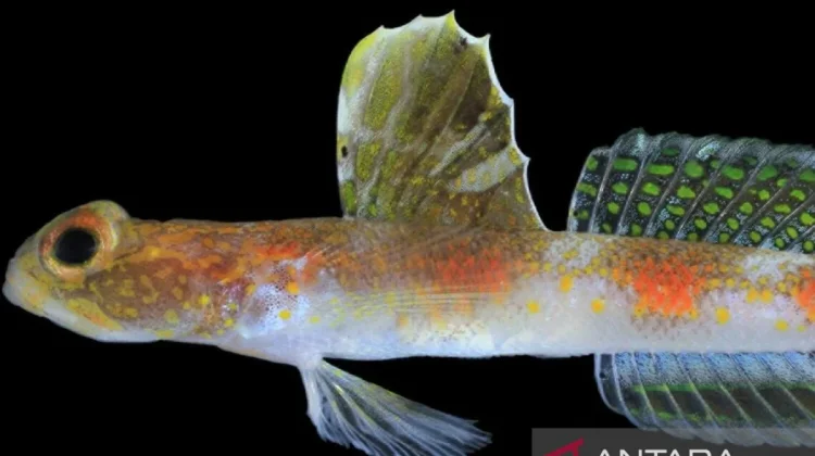 New Shrimp goby Species Discovered in Banyuwangi