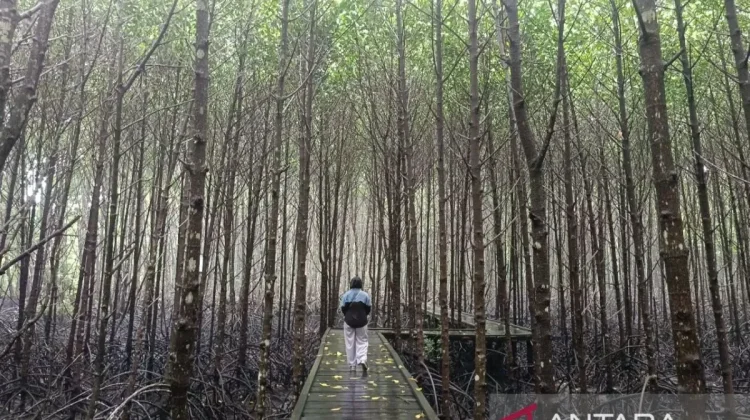 East Kalimantan Expands Mangrove Restoration to Protect Coastal Areas