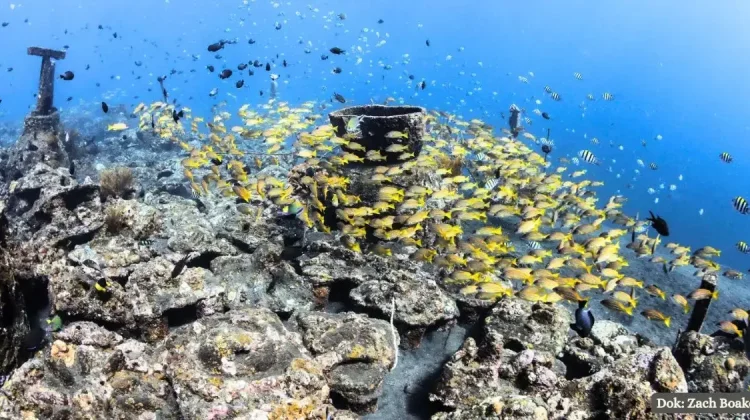 Introducing Ecosystem-Based Approach to Restore Coral Reef