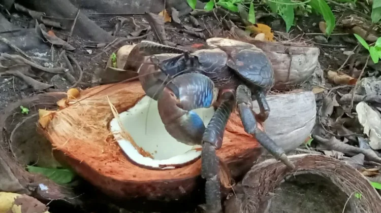 BKSDA Maluku Foils Coconut Crab Smuggling Attempt at Ambon Port