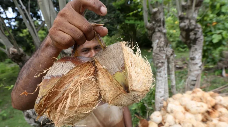 Indonesia Expands Coconut Downstreaming With Danantara