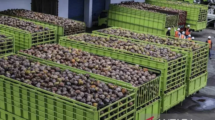 Indonesia Pushes Coconut Downstreaming on Rising Export Demand