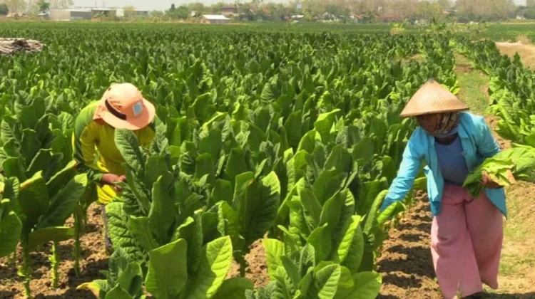 House Calls for Policy Alignment on Tobacco Regulation