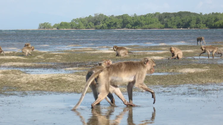 Indonesia Unveils Regional Biodiversity Maps to Save Species