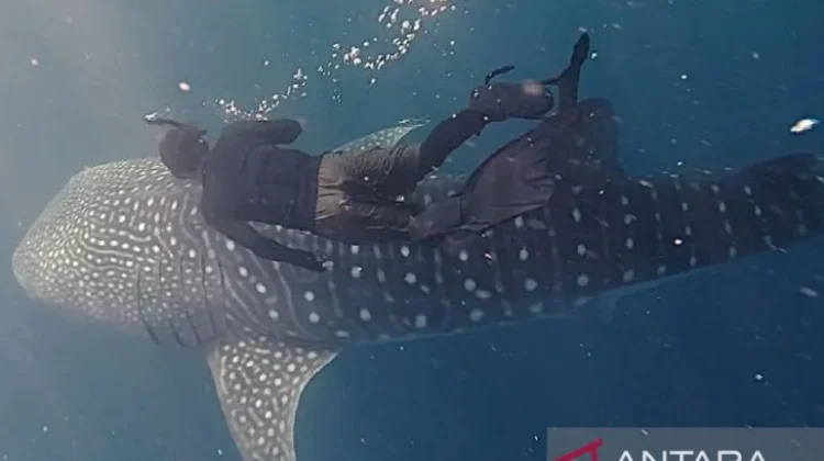 East Kalimantan Sets Eco-Rules for Miang Island Whale Sharks