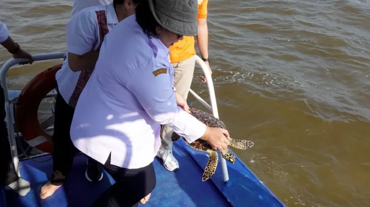 Rescued Hawksbill Turtle in West Kalimantan Released to Protect Marine Ecosystem