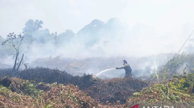 Orangutan Rehabilitation Center Threatened by West Kalimantan Forest Fires