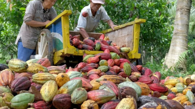 Indonesia Solidifies Role in Global Cocoa Processing