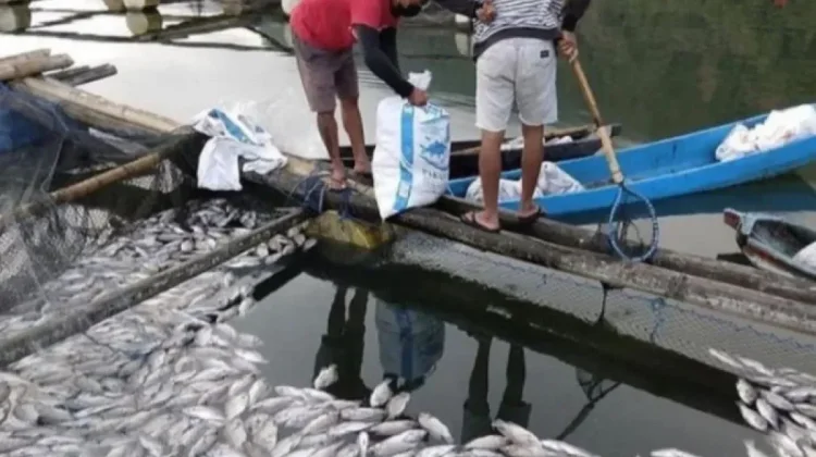 Natural Upwelling Causes Mass Fish Die-Off in Bali's Lake Batur