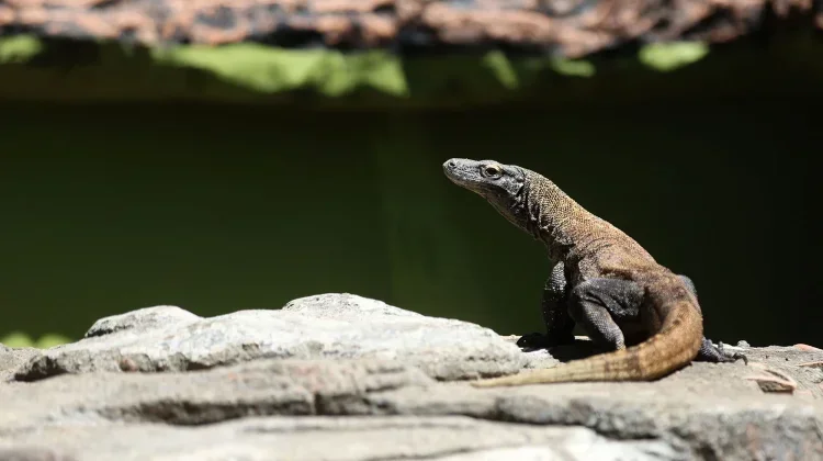 Surabaya Zoo Mismanagement Sparks Animal Welfare Concerns