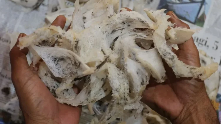 Indonesia Strengthens Quarantine Oversight to Safeguard China Export Market