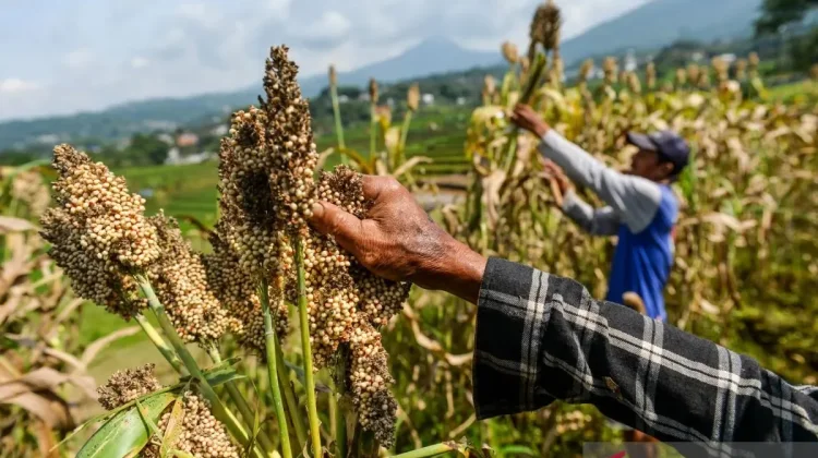 Energy Expert Urges Sorghum-Based Bioethanol to Safeguard Food Security