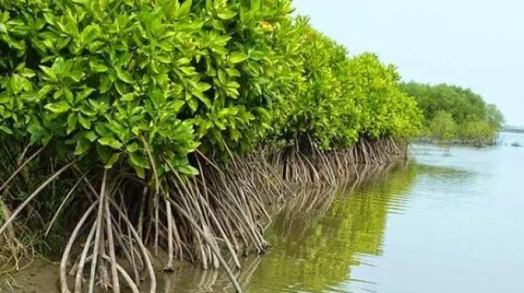 Indonesia’s Blue Economy Policy Targets Sustainable Growth