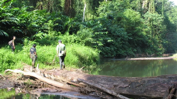 Indonesia Strengthens Conservation Diplomacy at World Heritage Committee