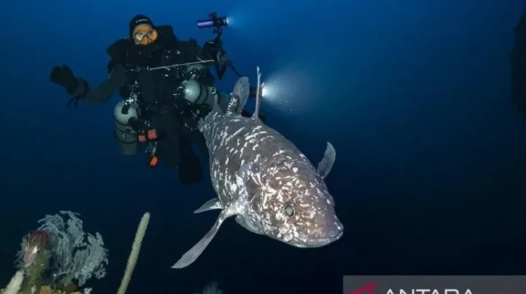 Discovery of 18 Coelacanths Strengthens Marine Sanctuary Push in North Sulawesi