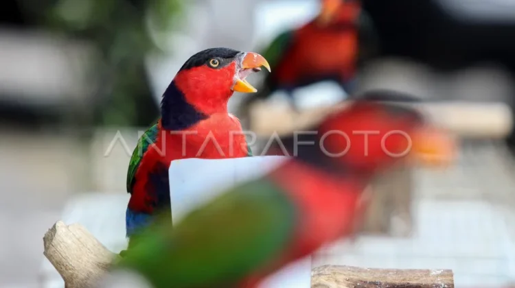 Ministry of Forestry Uncovers Illegal Online Bird Trade in Jayapura