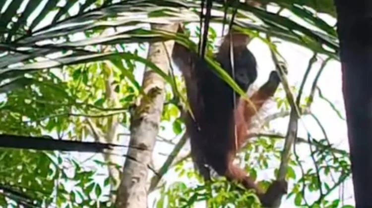 Orangutan Enters Private Land in South Kalimantan, Awaits Rescue