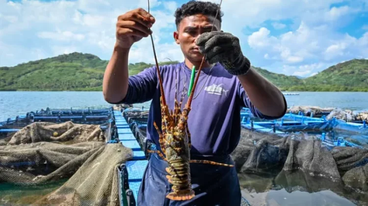 Coastal Community Help Build Self-Sustaining Lobster Feed Ecosystem in Batam