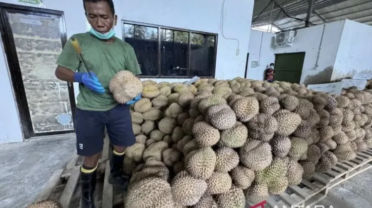 Central Sulawesi Durian Association Expands China Export Partnership