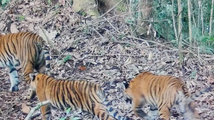Two Sumatran Tiger Cubs Reach Juvenile Stage in Kerinci Seblat
